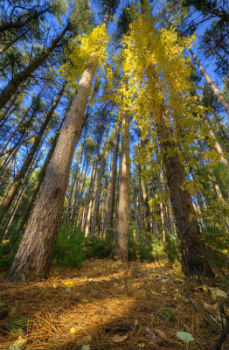 A forest with trees and leaves in the foreground.